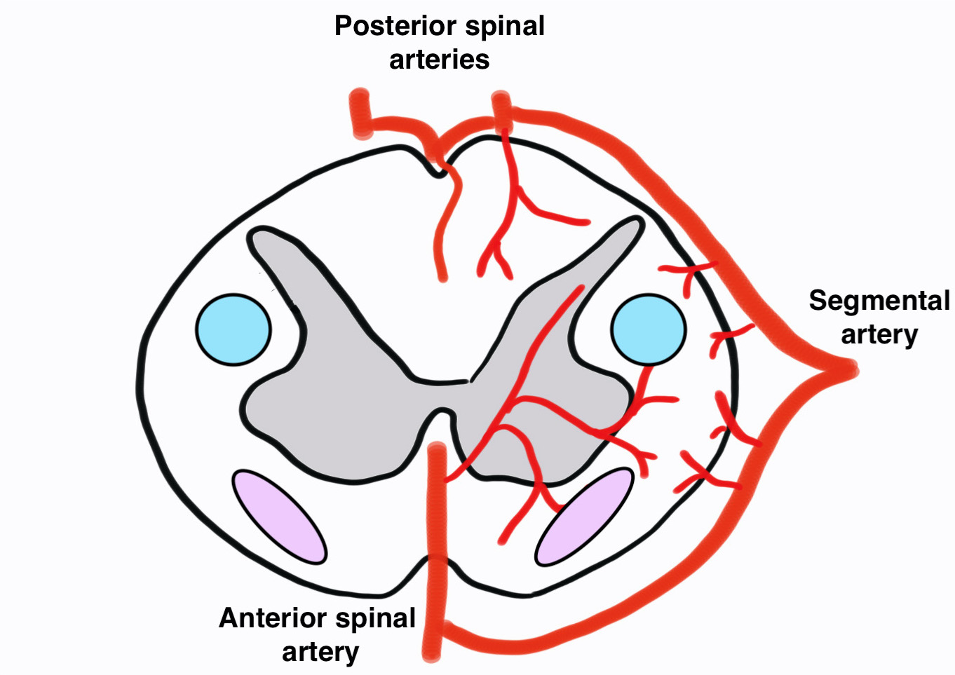 Blood supply spinal cord