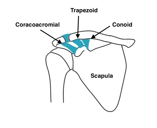 CC ligs anatomy