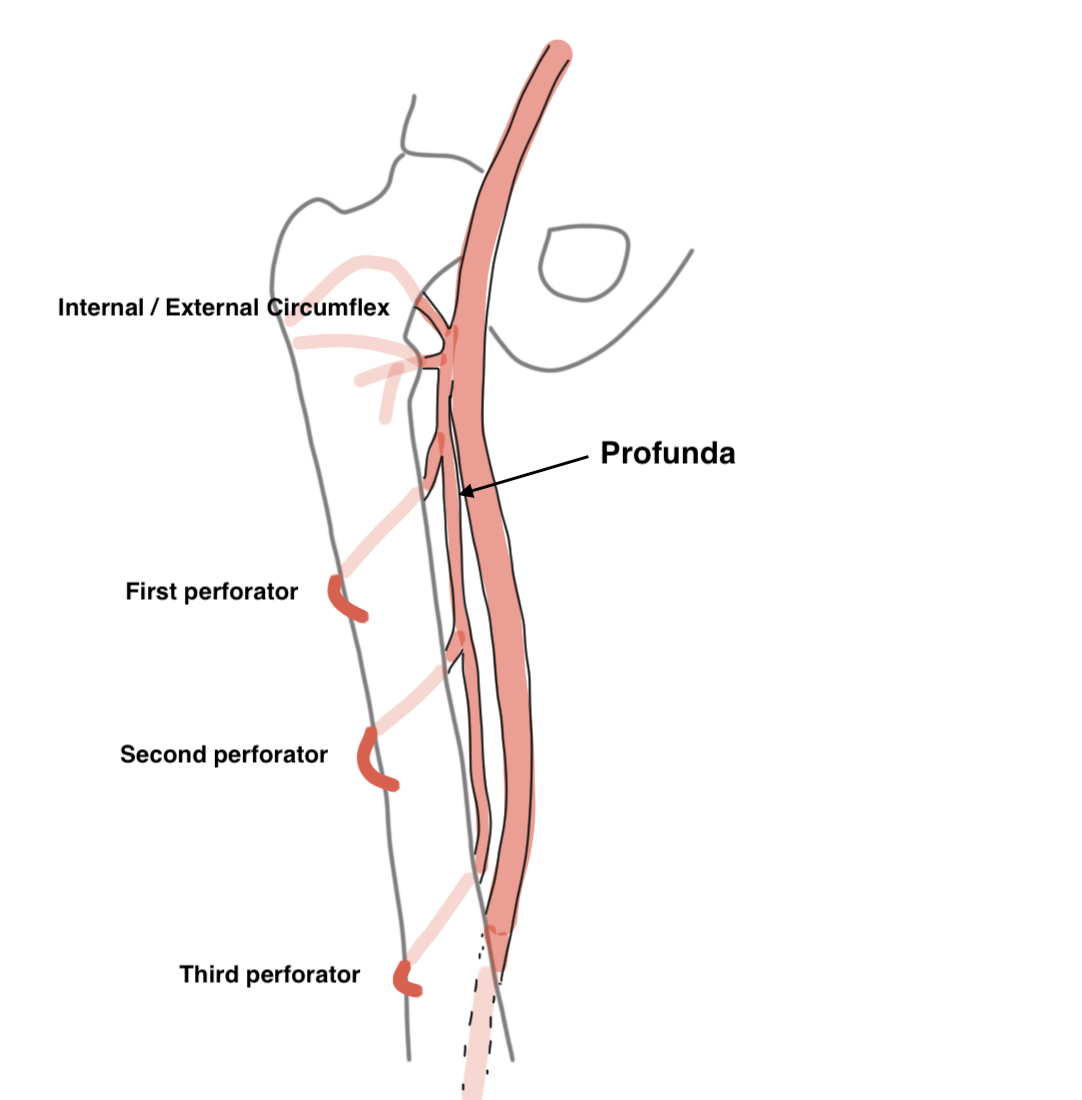 Profunda femoris anatomy