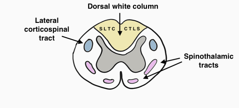 Spinal cord anatomy