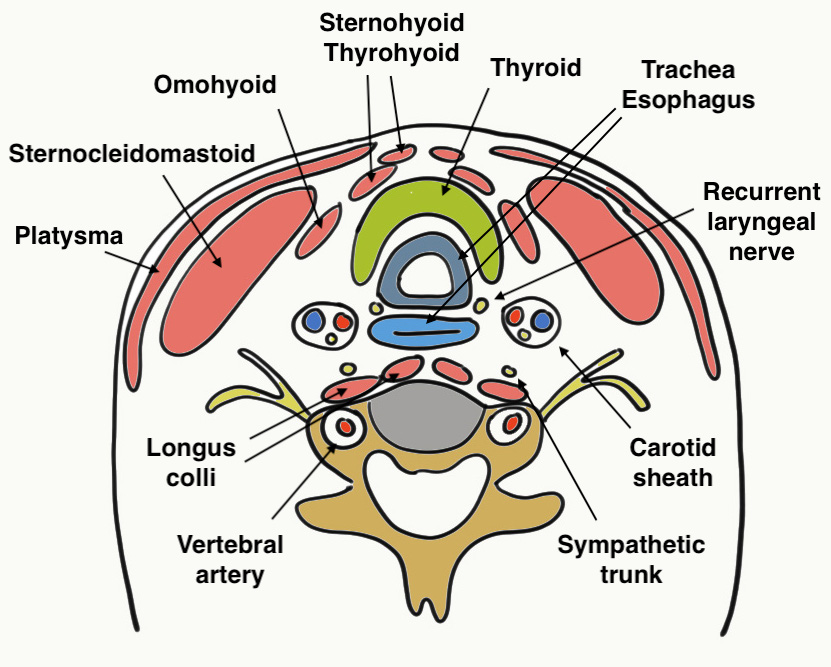 Anterior cervical spine