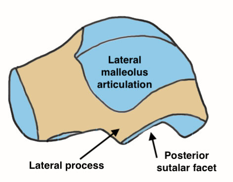 Talus anatomy